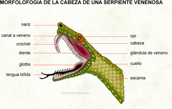 Serpiente (Diccionario visual)